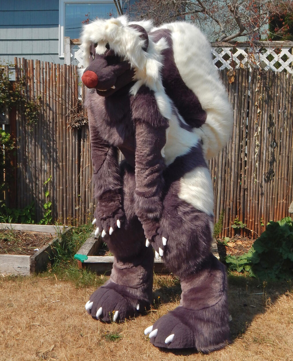 Sequoia the spotted skunk. Fullsuit commission, 2026